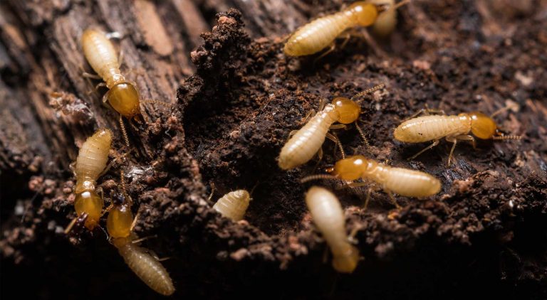 termites